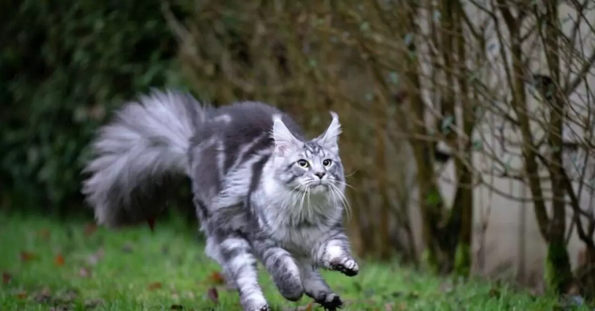 How Fast Can a Maine Coon Cat Run