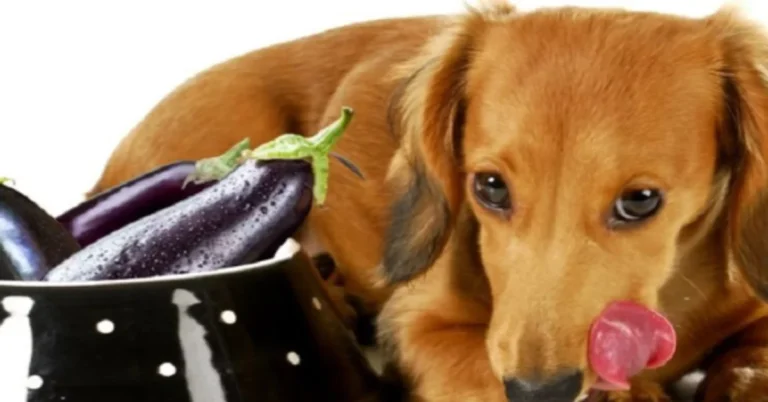 Can Dogs Eat Eggplant? Healthy Benefits, Tips and Risks